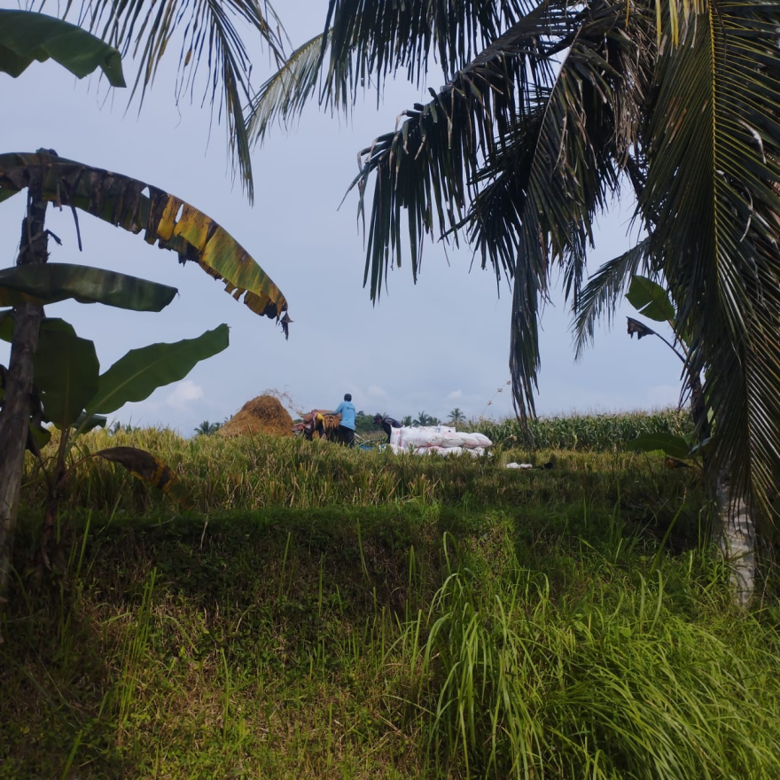 PANEN PADI DI SUBAK TIMBUL TEMPEK NYATNYATAN DESA GADUNG SARI